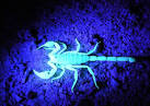 bọ cạp xanh được coi là “khắc tinh” của bệnh ung thư